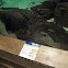 American Alligator