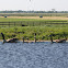 Canadese gans (Branta canadensis)