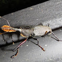 Bearded Weevil