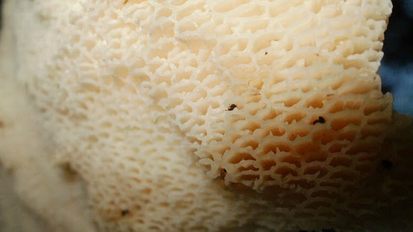 Spotting Image 1