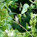 Humming Bird