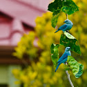 Blue-grey Tanager