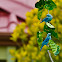 Blue-grey Tanager