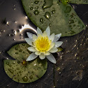 Waterlily