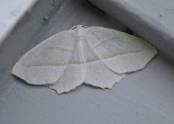 Spotting Image 1