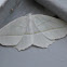 Pale Beauty Moth