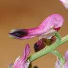 Wall Fumitory