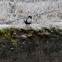 White-throated Dipper