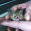 Lesser long eared bat
