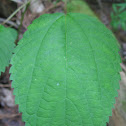 Wood Nettle