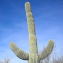 Saguaro Cactus