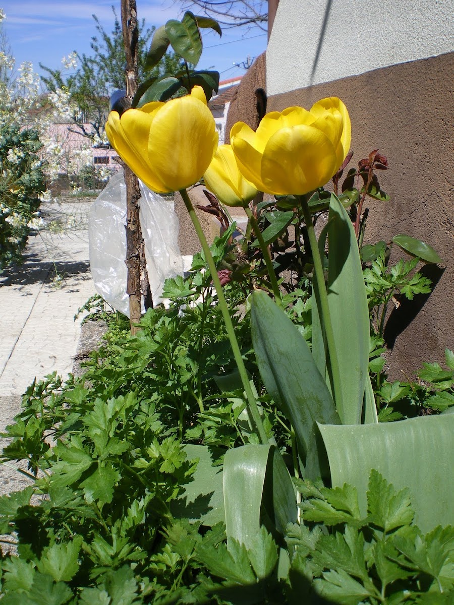 Tulip