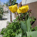 Tulip