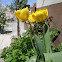 Tulip