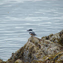 Belted Kingfisher, female