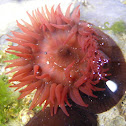 Morangos-do-Mar
