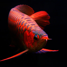 Super Red by Anif Putramijaya - Pets Fish