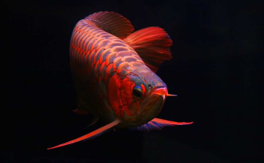 Super Red by Anif Putramijaya - Animals Fish