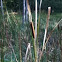 Cattail