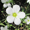 sandwort or stitchwort