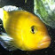Cichlid