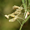 Indian Flower Mantis