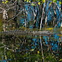 American Alligator