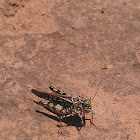 Grasshopper