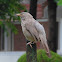 jungle babbler
