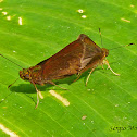 Skipper butterflies