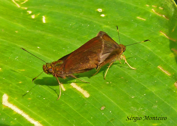 Spotting Image 1