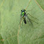 Mosca de patas largas