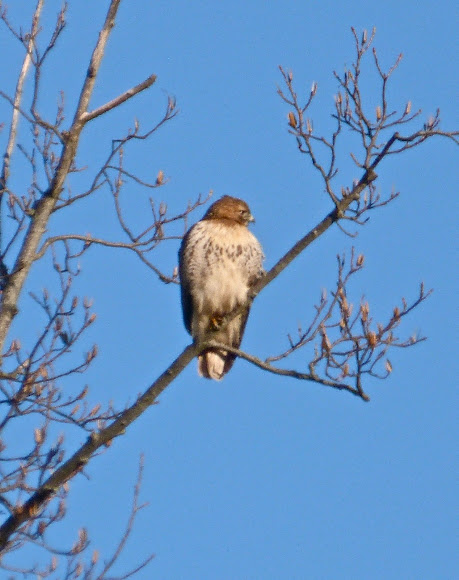 Spotting Image 1
