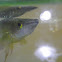 Golden Wonder Kilifish