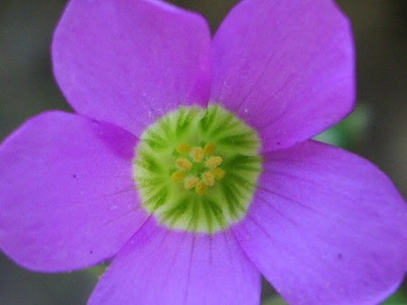 Spotting Image 1