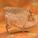 Grasshopper