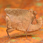 Grasshopper