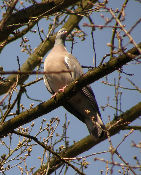Spotting Image 1
