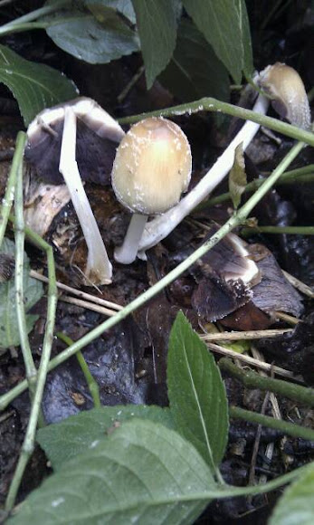 Spotting Image 1