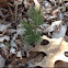 Pine tree