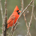 Northern Cardinal (Male)