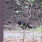 Black Vulture