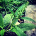 Salvia bonfire