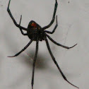 Black Widow