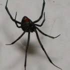 Black Widow