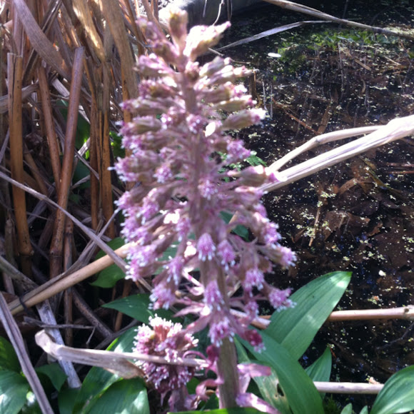Spotting Image 1