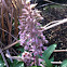 Butterbur