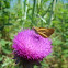Fiery Skipper?