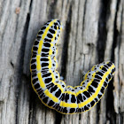 Toadflax Brocade caterpillar