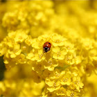 Lady Bug
